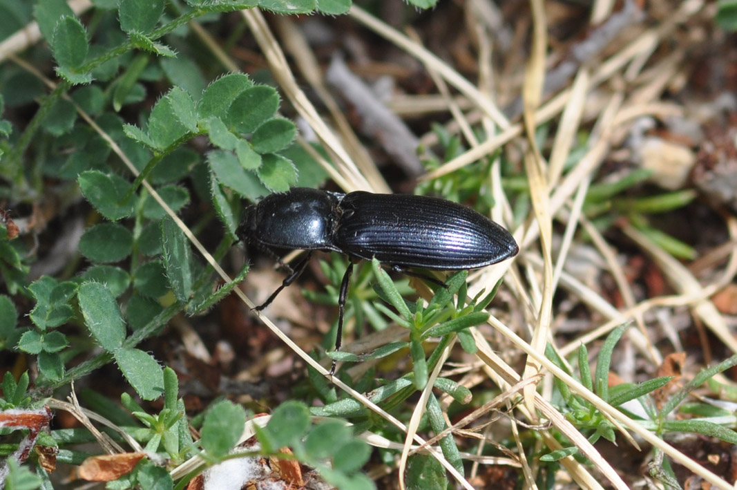 Coleottero da ID.: Selatosomus amplicollis?